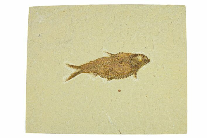 Fossil Fish (Knightia alta) - Wyoming #295605